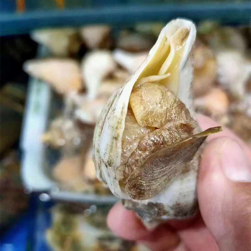 獐子岛白玉螺 一斤9/12个500g