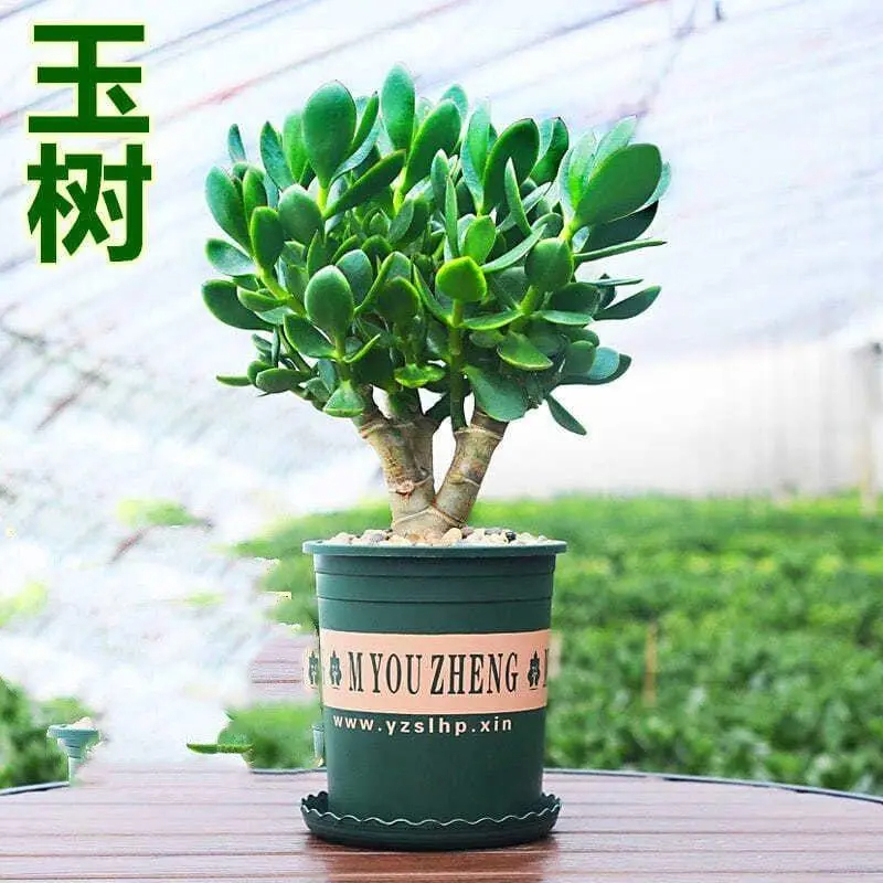 玉树植物盆栽室内老桩大型大叶家里客厅盆栽花卉易活四季长青好养