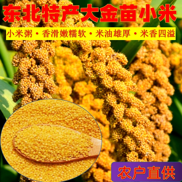 2025新小米东北大金苗黄小米宝宝孕妇月子米小米粥米油多米香四溢