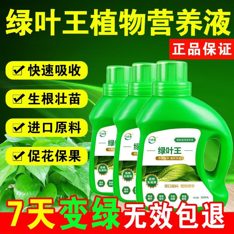 竹绿青绿叶王花草竹子叶子发黄富贵竹水培植物液体