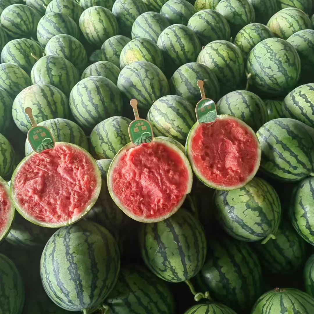 麒麟西瓜一个4500至5500克左右西瓜江苏省