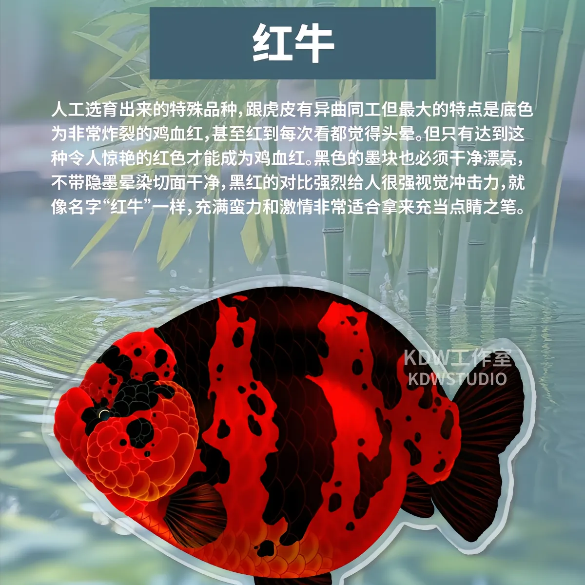 兰寿 泰狮金鱼   一号一拍  