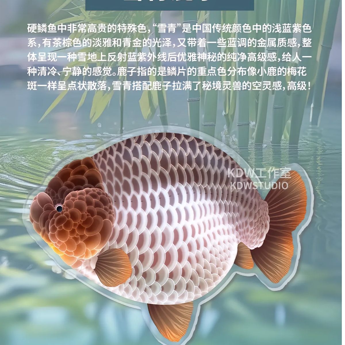 兰寿泰狮金鱼  301-399号