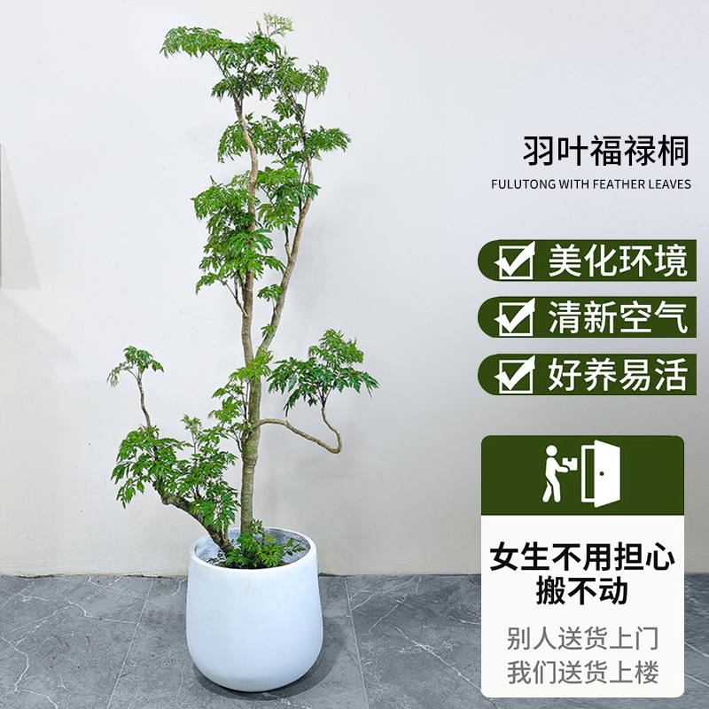 羽叶福禄桐绿色植物美化盆栽环境养活下单售后实物生长鲜活颜色