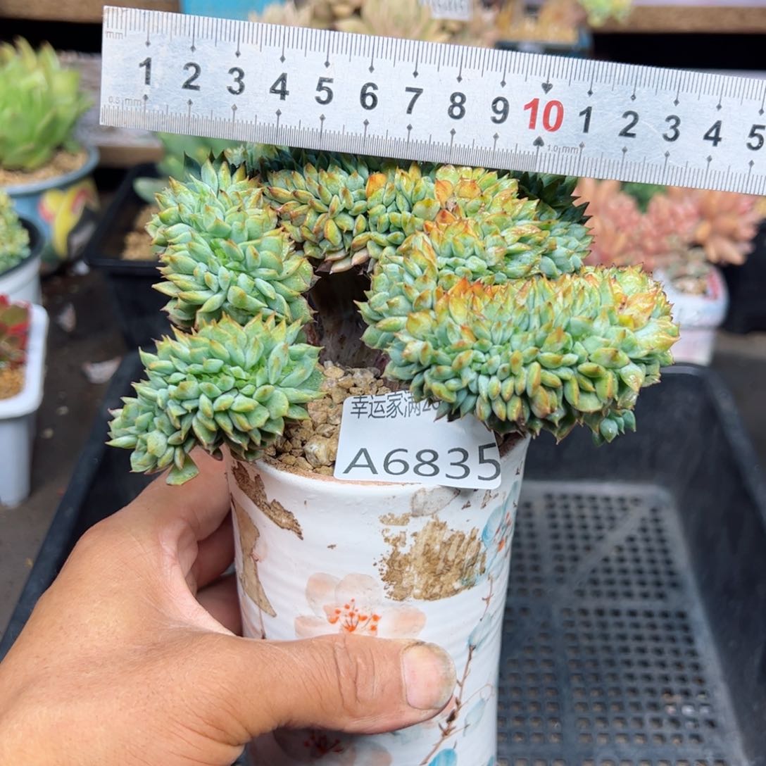 幸运的是我的朋友们都