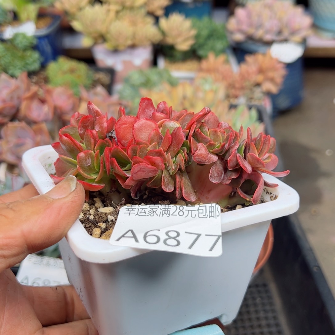 幸运的是我的朋友