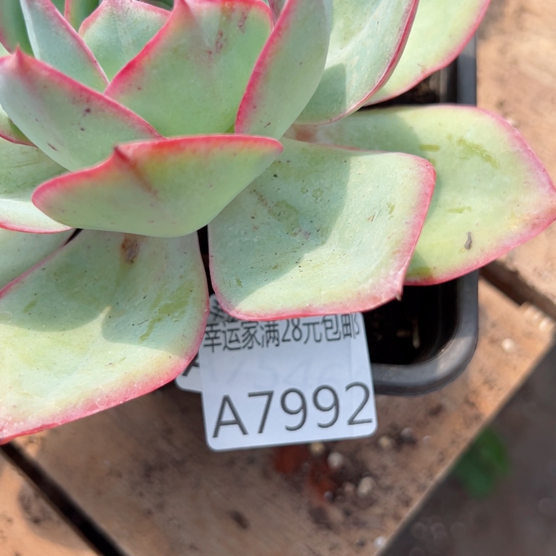 幸运的是我的朋友