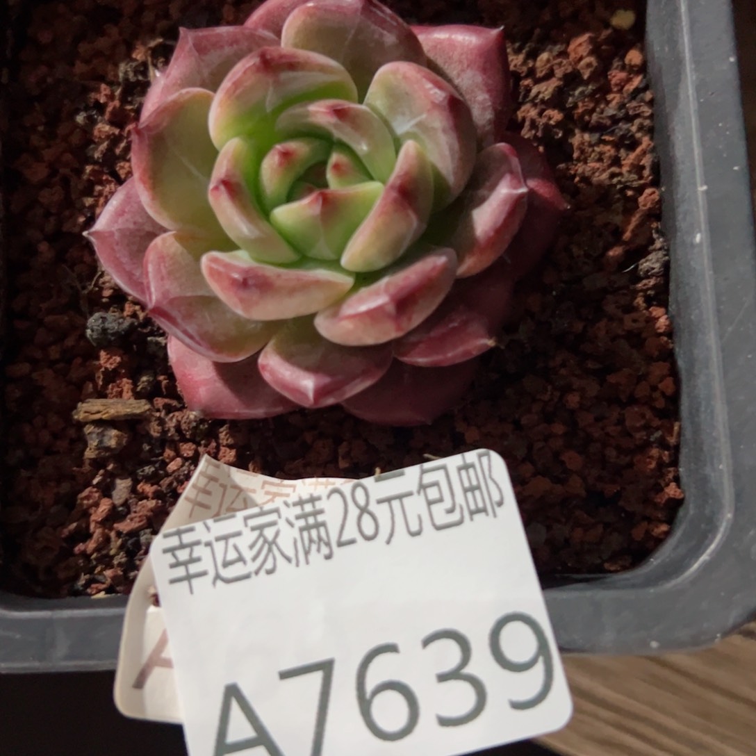 幸运的是我的朋友们都