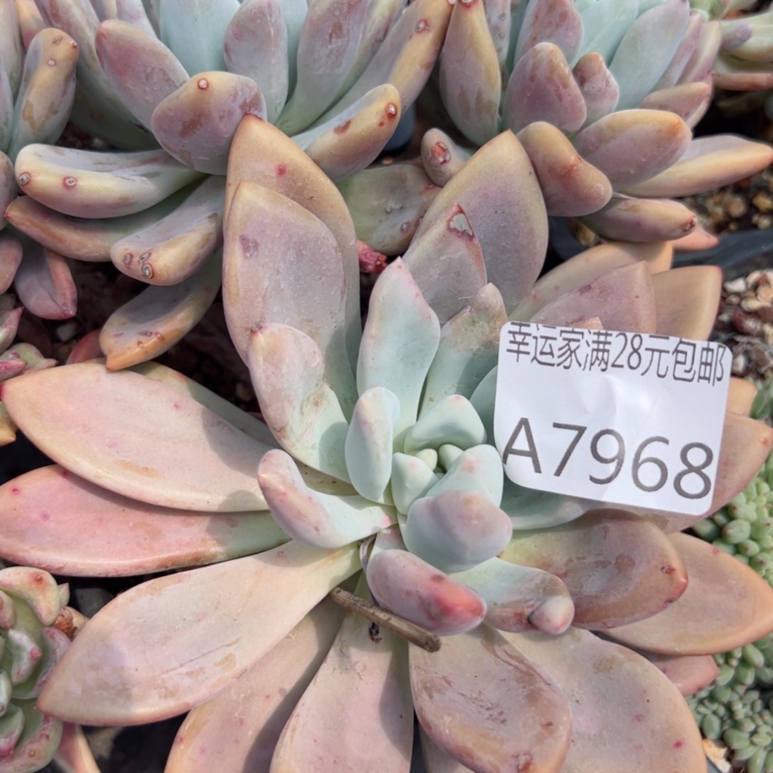 幸运的是我的朋友们