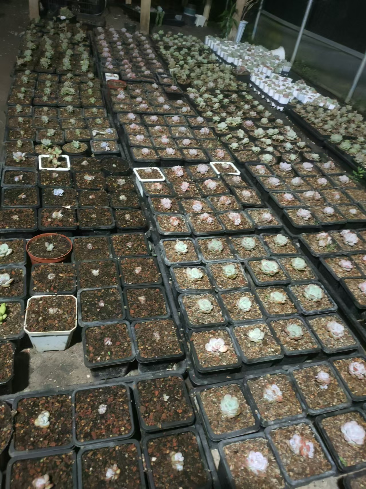 70#多肉植物杂花