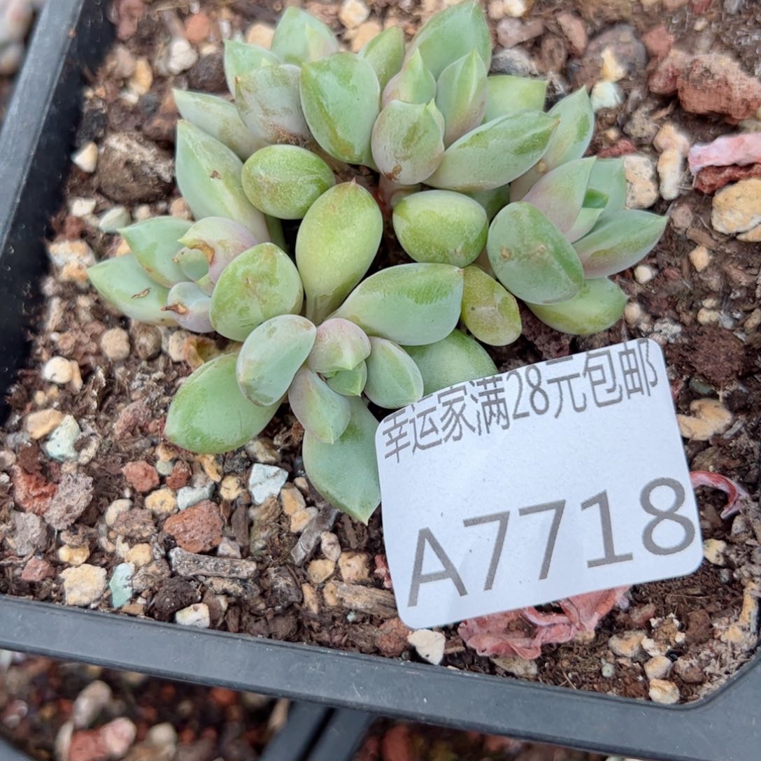 幸运的是你自己的