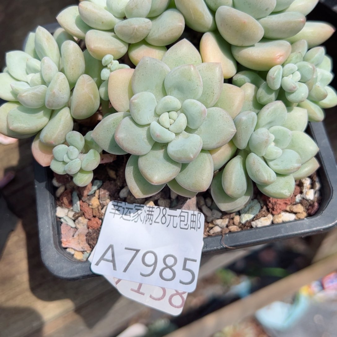 幸运的是我在这里