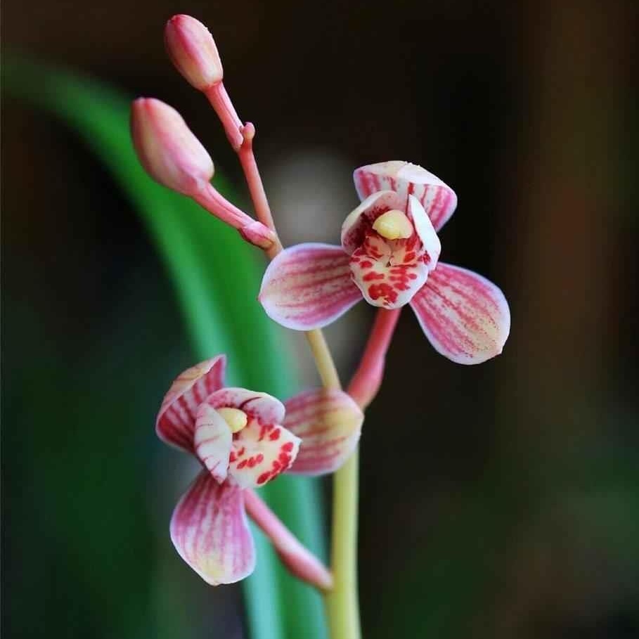 建兰铭品东方红荷红花荷瓣《浓香》2苗