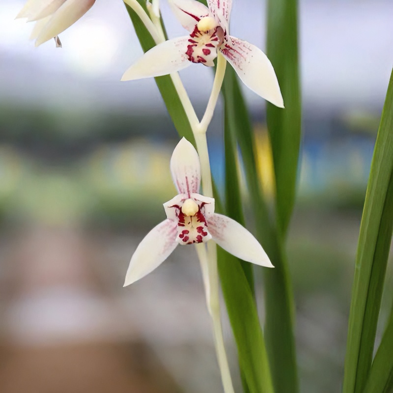 建兰铭品，云卉白花彩心浓香勤花勤芽2苗