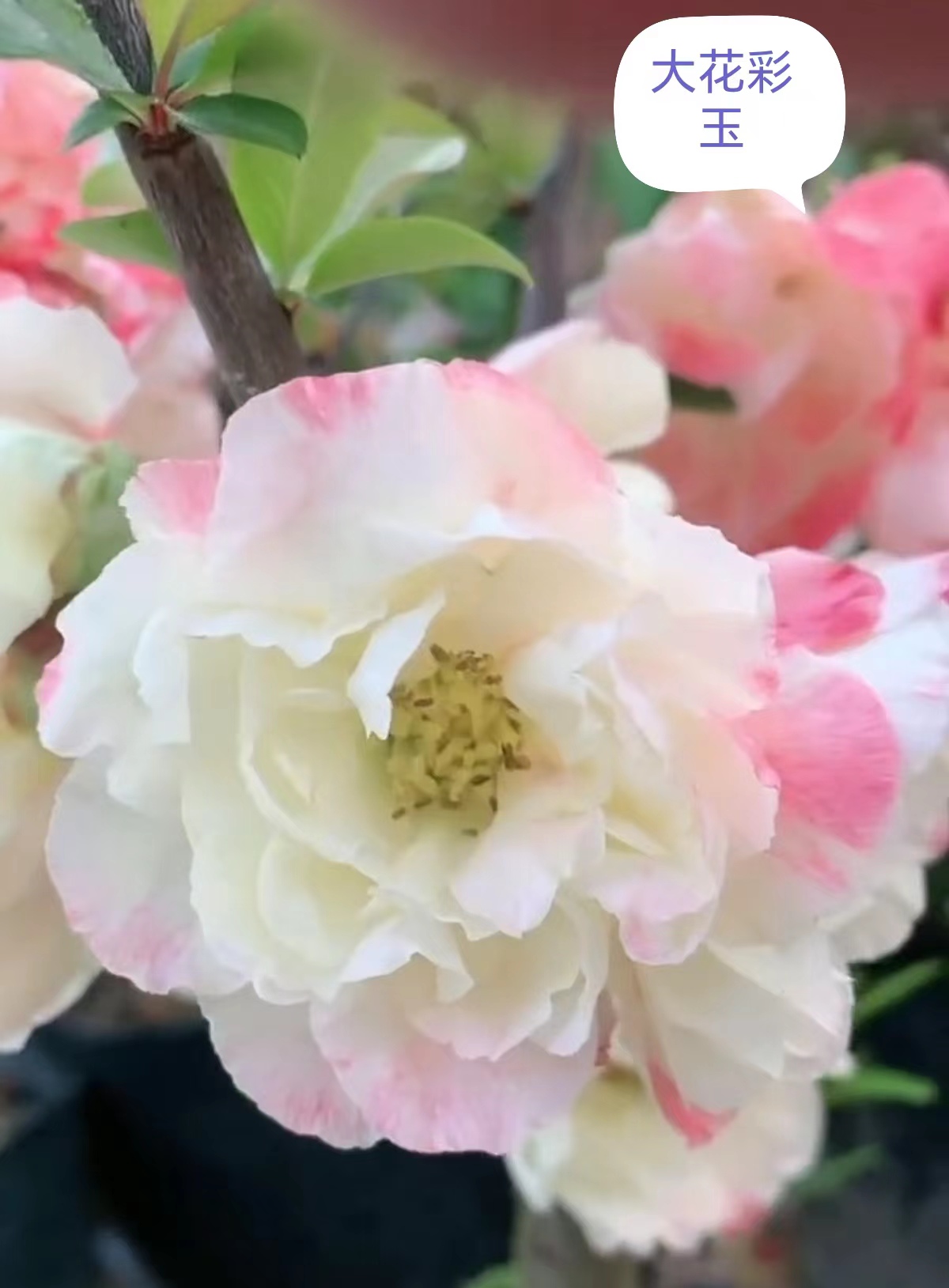 大大彩玉 小彩玉 绿宝石 港之曙东阳锦 十二一重沂州红红千鸟初心