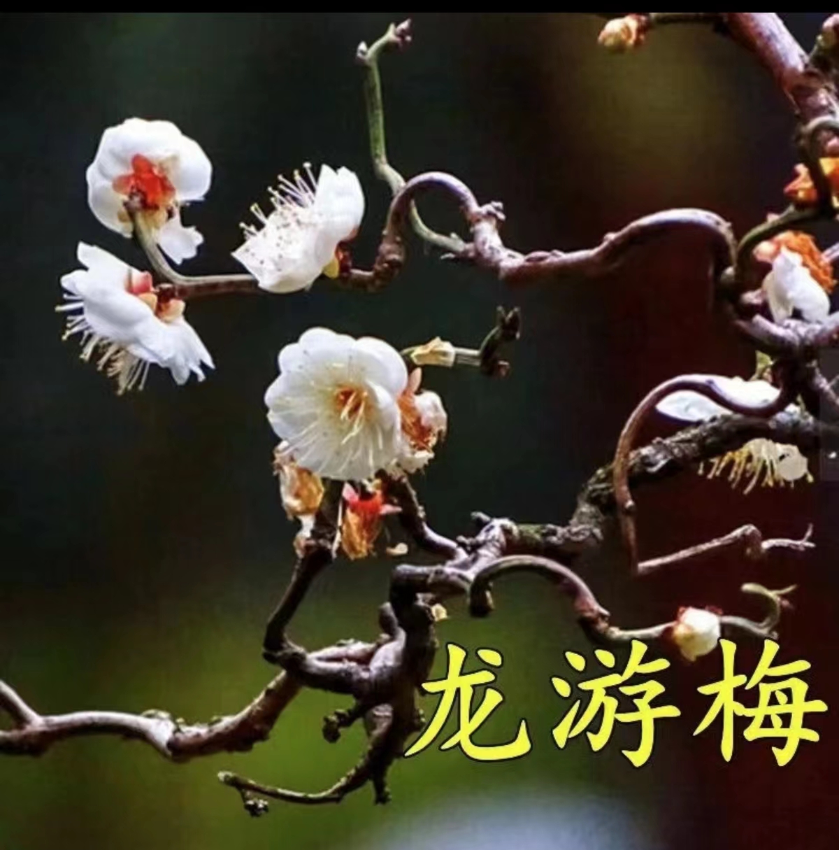 原生龙游梅 梅花盆景