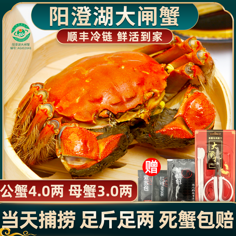 【活蟹现发】惠澄阳澄湖大闸蟹塘养4两公+3两母礼盒装顺丰冷链只只