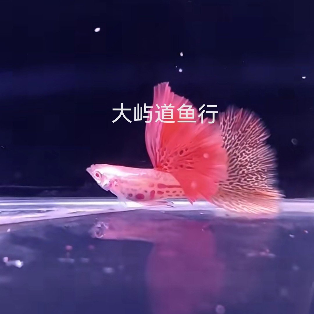 高鳍红蕾丝孔雀鱼热带观赏鱼 无开箱视频不包损