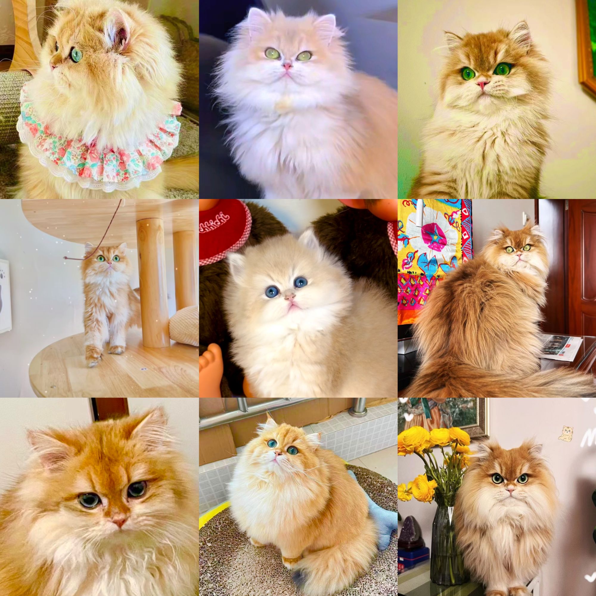 奶油猫舍家的相册定金