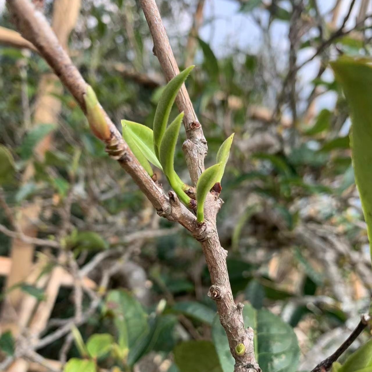 冰岛老寨65号通用链接散茶饼茶 普洱茶生茶 