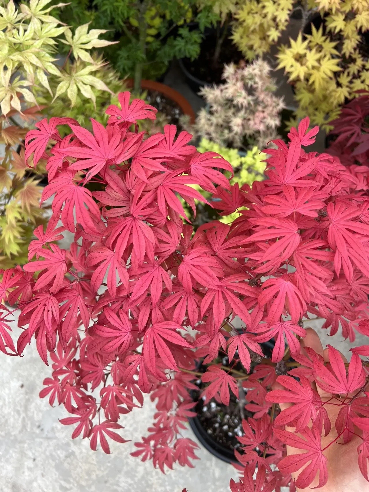 耐寒黄金流泉夏金秋月枫树庭园原盆原土发货