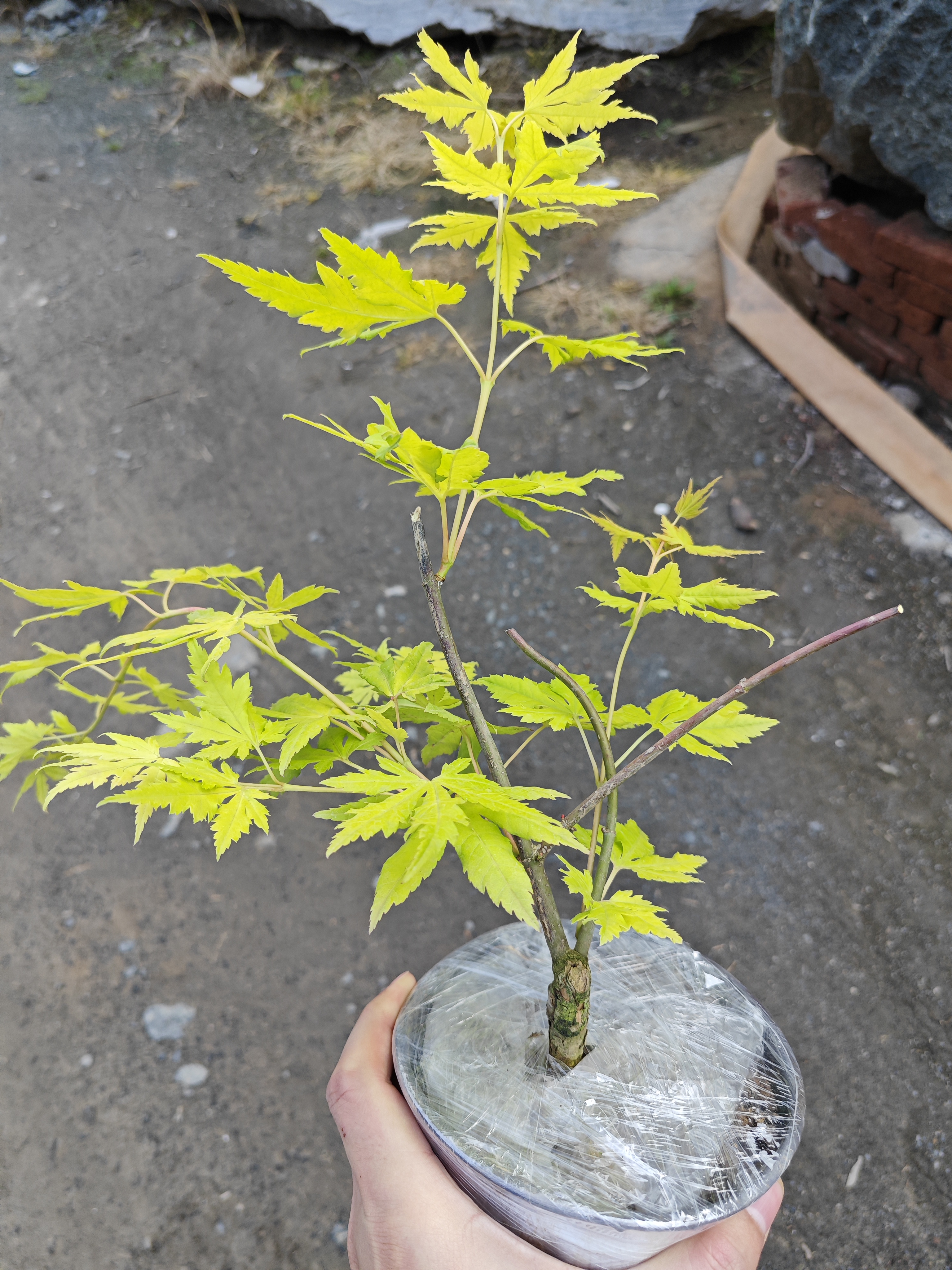 约旦柳泉枫庭院植物高颜值枫树