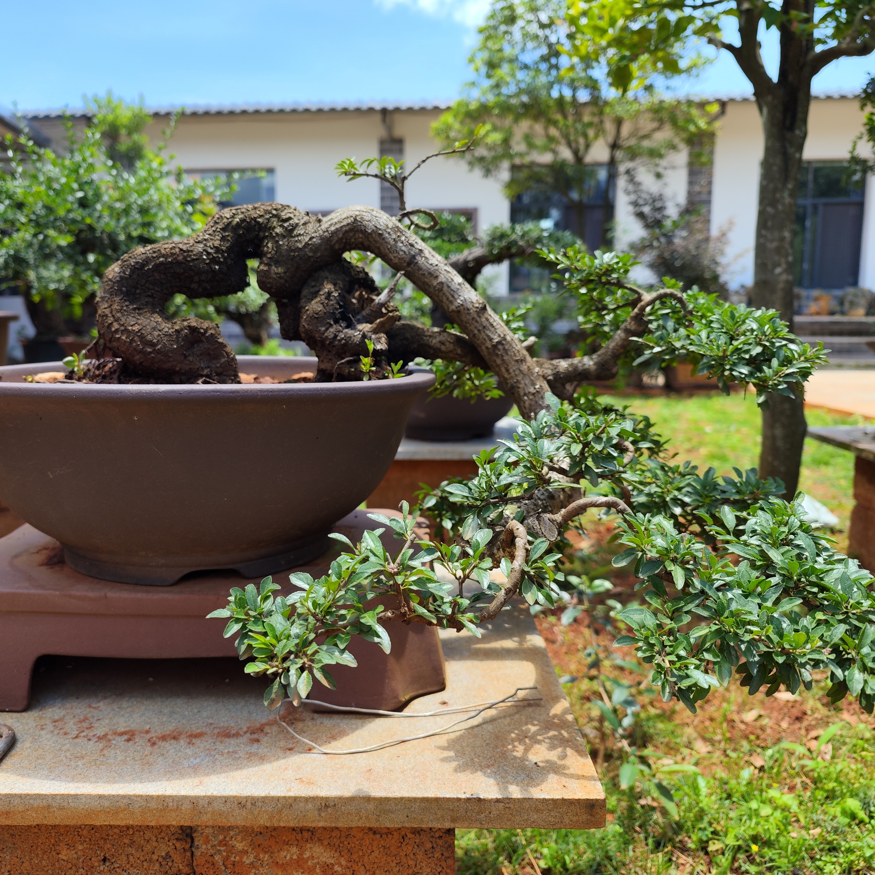 （直播间专拍）云南高山铁马鞭盆景素材