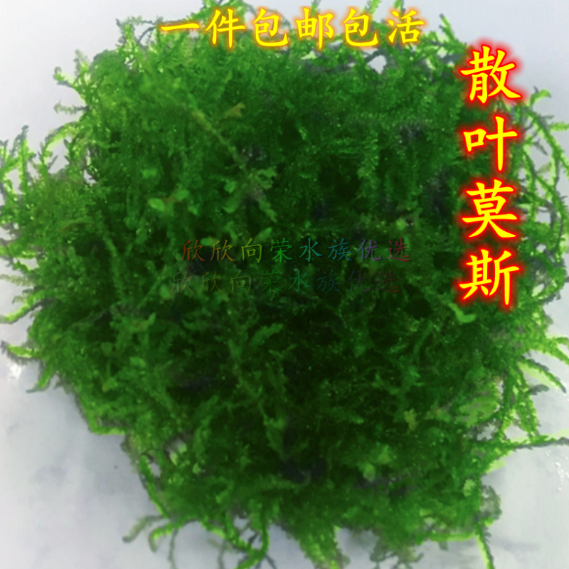 散装莫斯水草阴性活体慕斯怪厥莫丝绑沉木淡水鱼缸水草缸造景专用