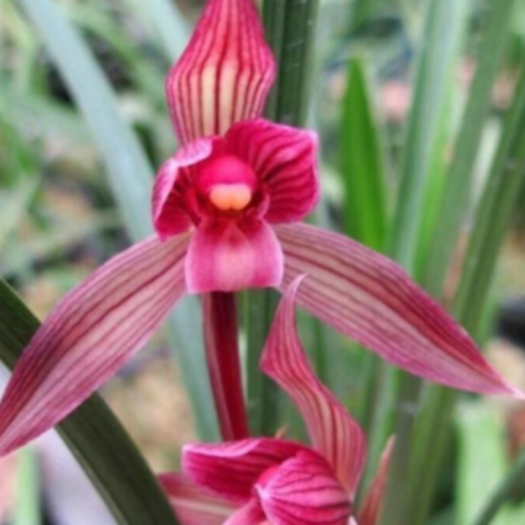 红素兰花浓香绿植花卉当年开花名品