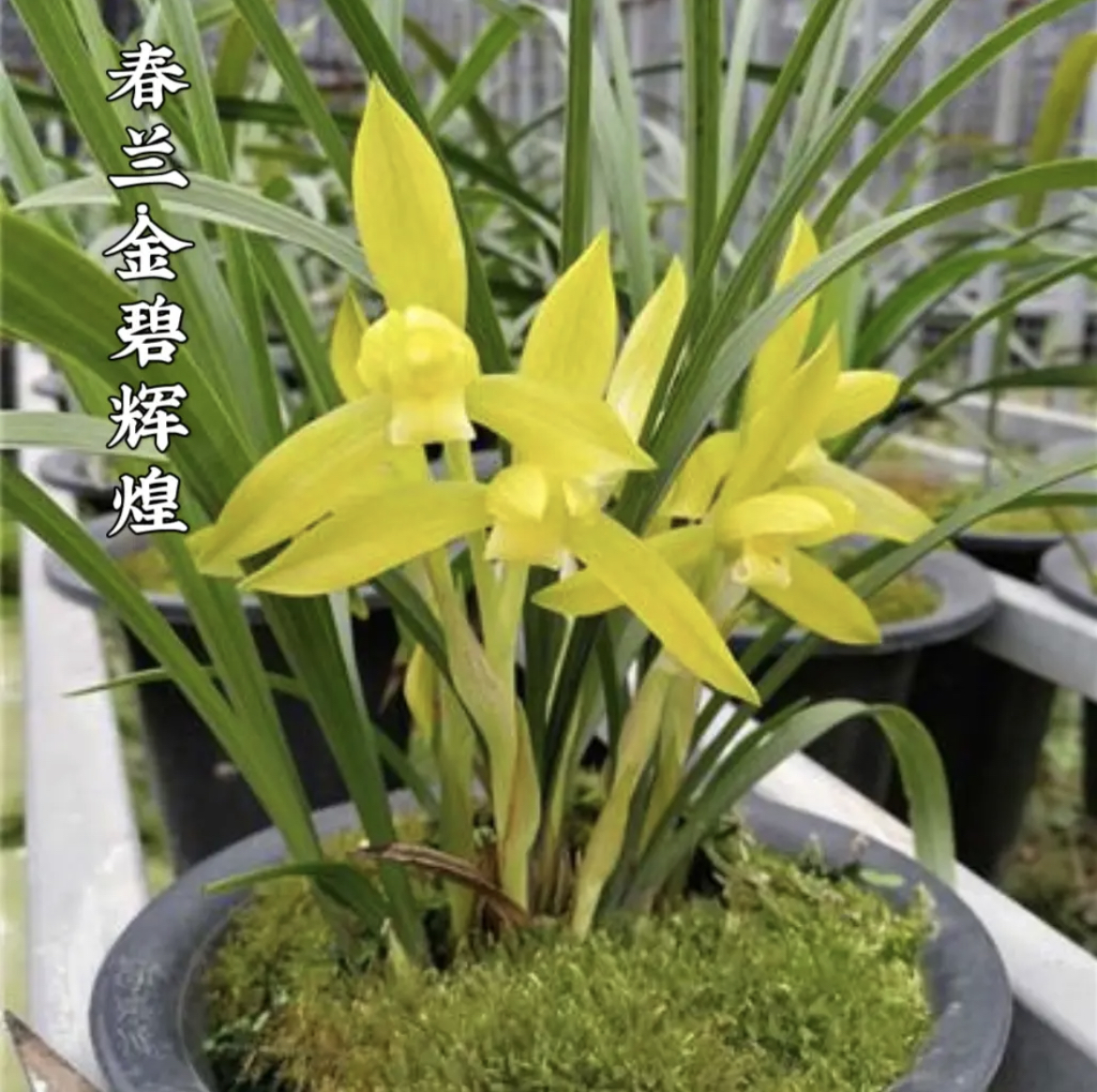 精品万两黄色素花兰花花开正艳室内观赏佳品