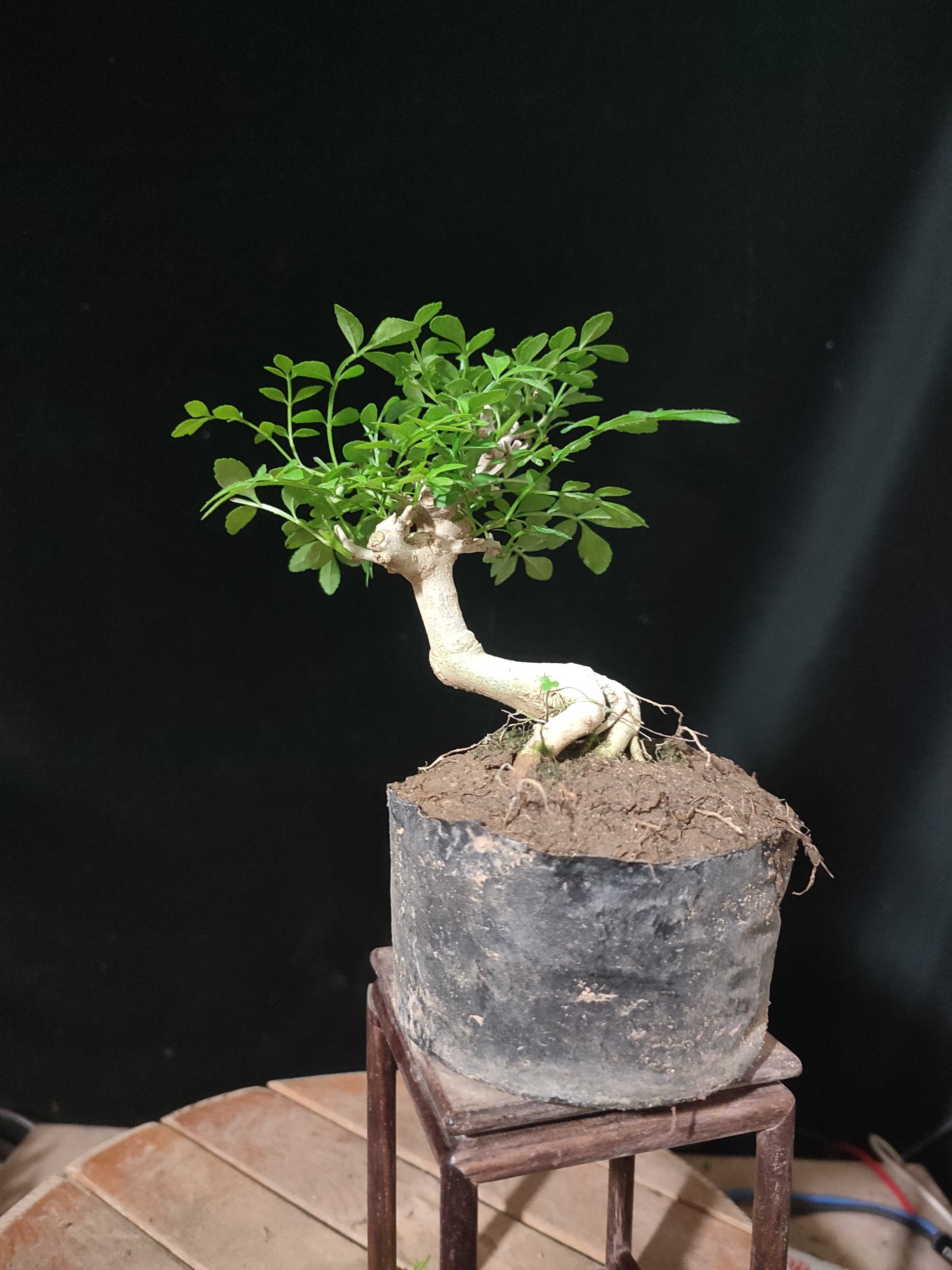 微型对节白蜡盆景花果直播一物一拍（勿拍）