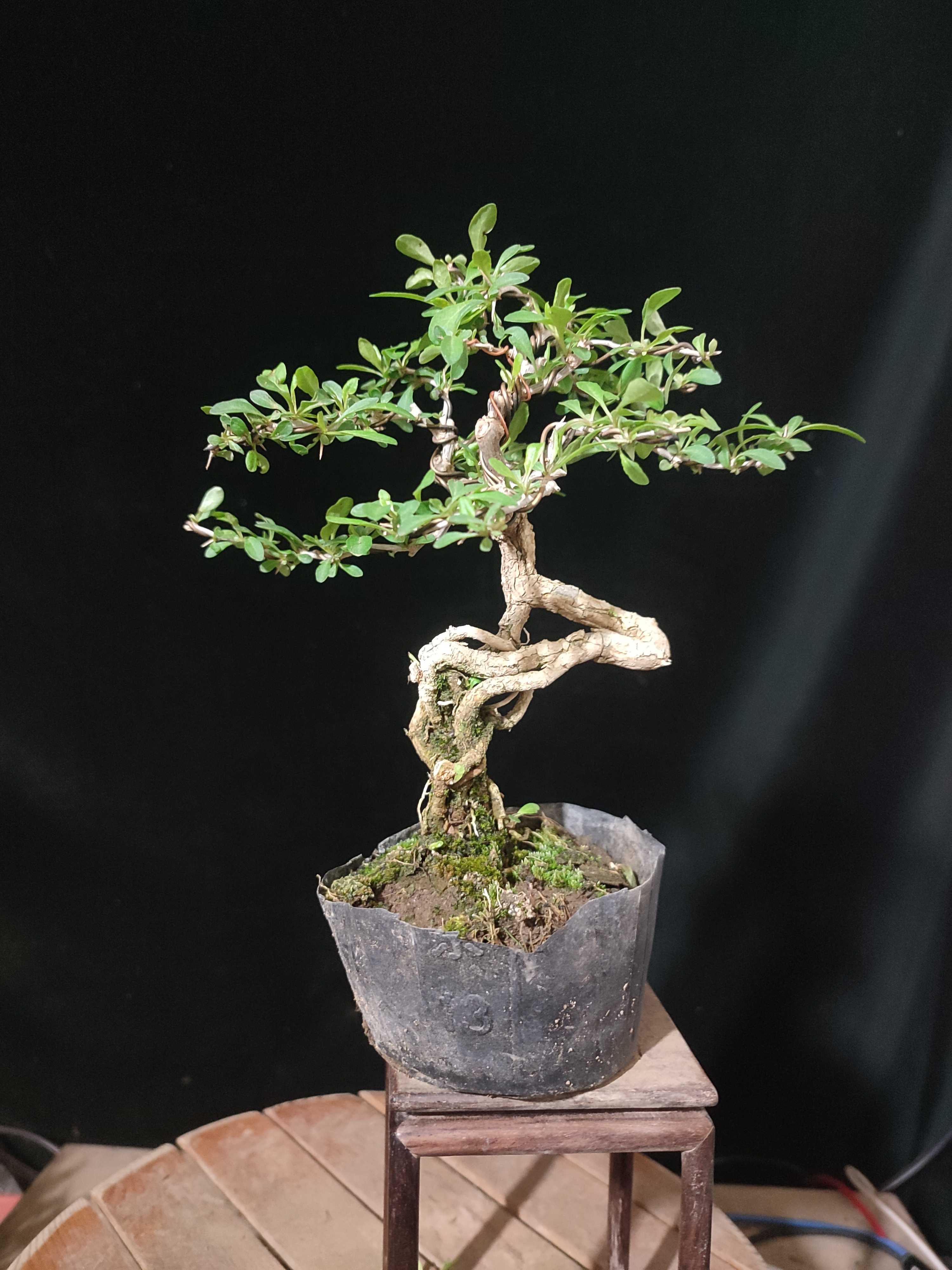 微型小红果枸杞盆景花果运输途中有脱落的可能直播一物一拍（勿拍）