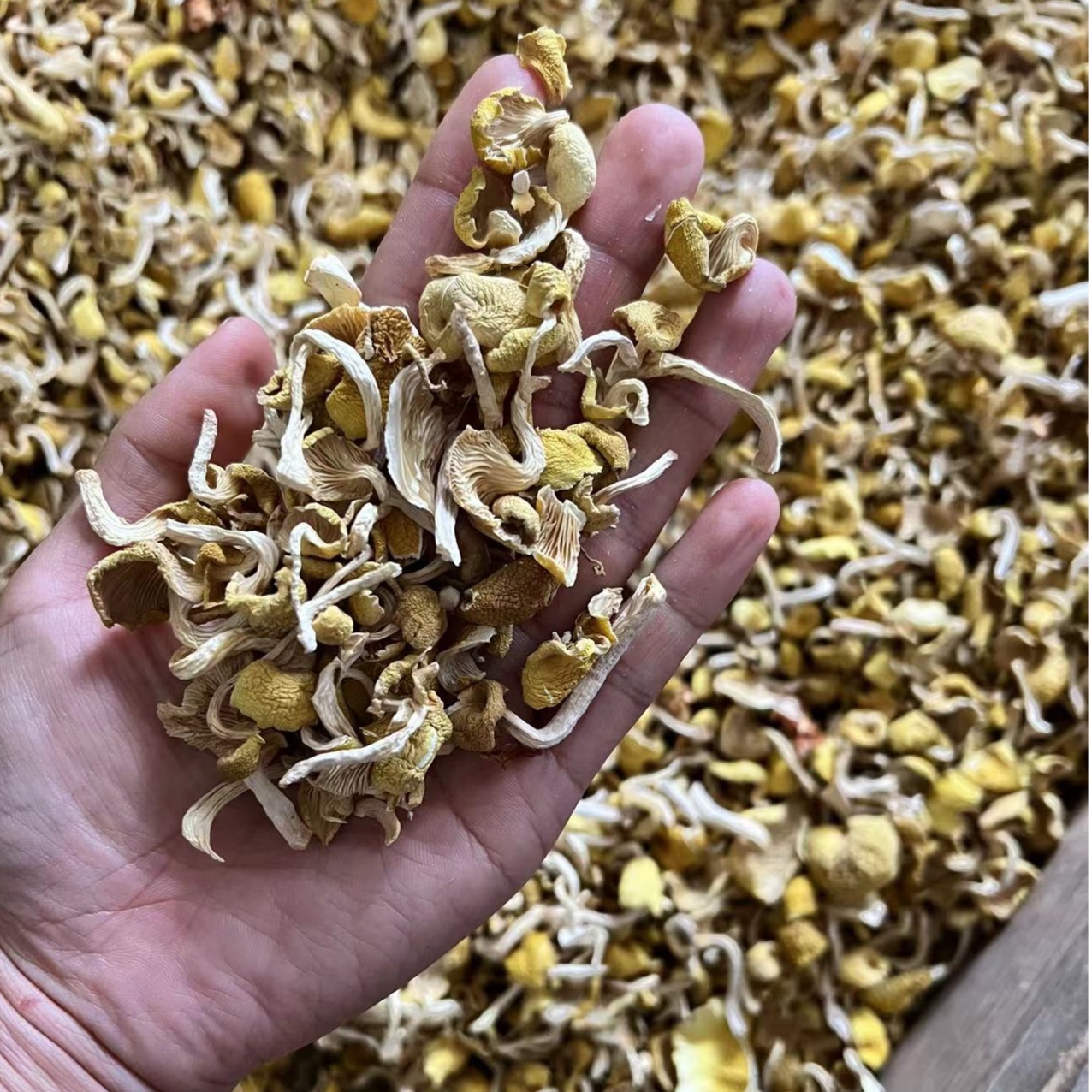 东北榆黄蘑（碎蘑）一斤500g精选鸡油菌食用蘑菇黄金蘑煮汤煮汤山珍