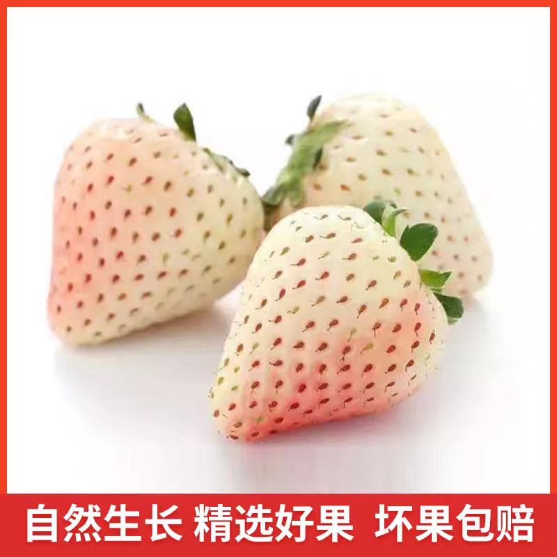 【同城配送到家最快一小时送达】淡雪草莓两盒装