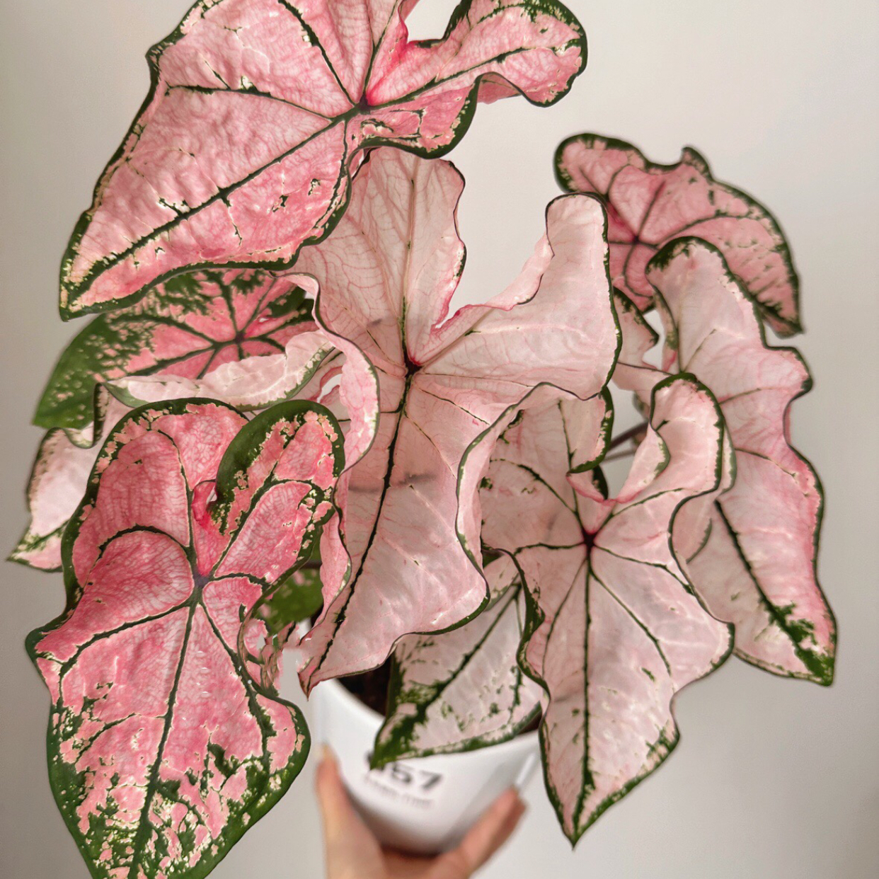 彩叶芋一物一拍捡漏了