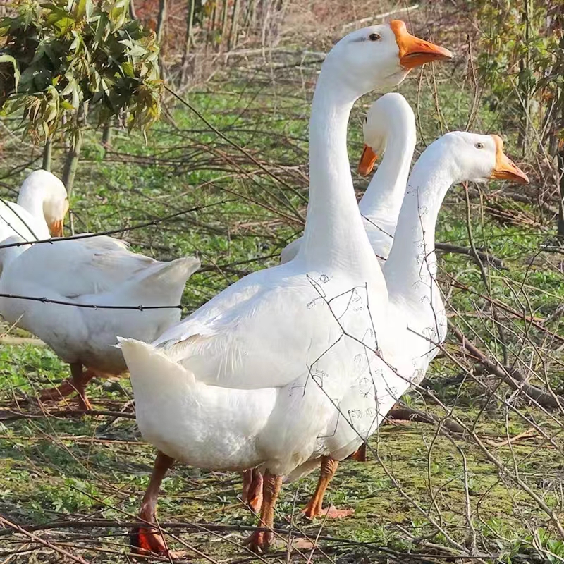 东北农家自养大鹅 
