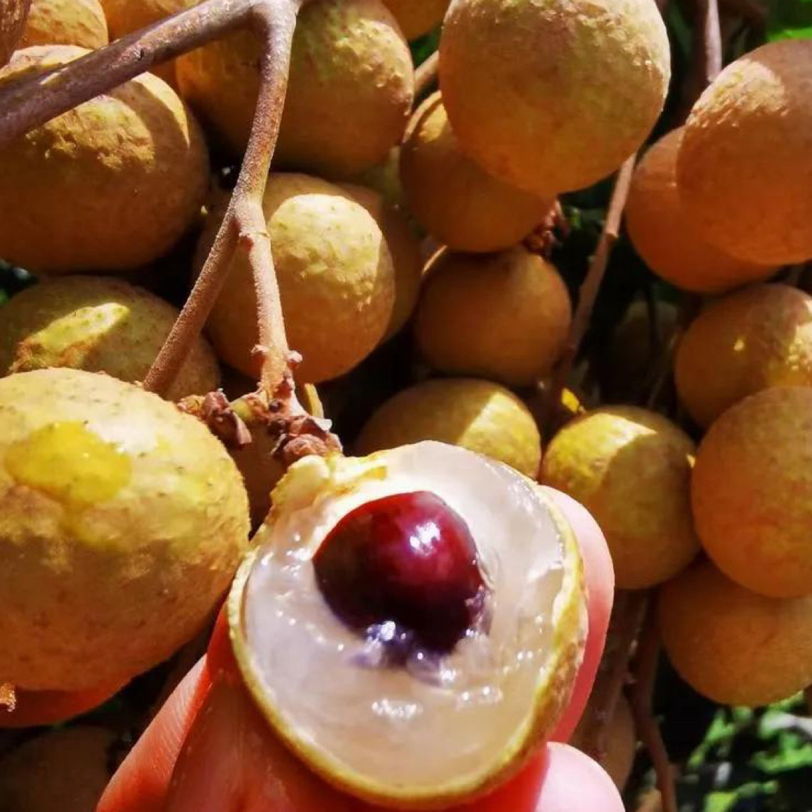 石峡龙眼树苗桂圆树苗甜蜜多汁热带应季水果四季龙眼苗一物一拍