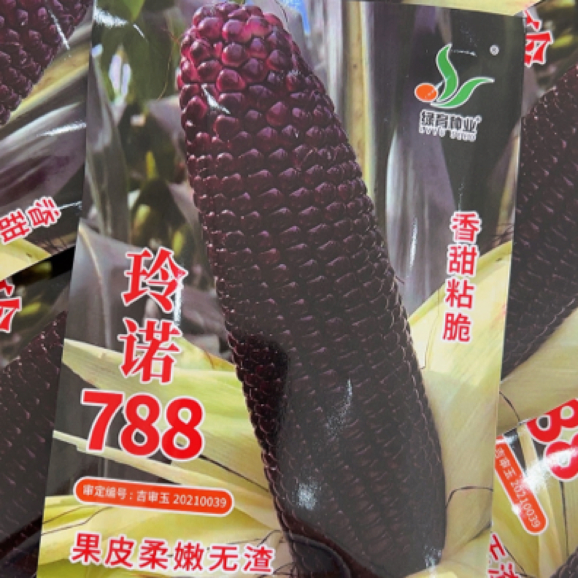 黑甜糯788软黑糯玉米种子