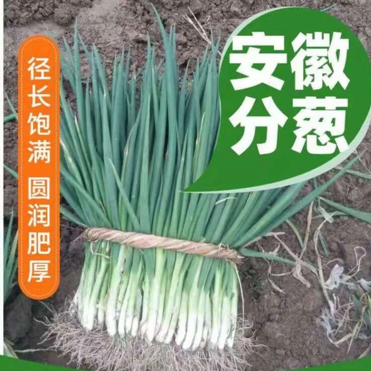 现挖现发新鲜安徽分葱农家自种白皮葱带根可栽种大葱小香葱蘸酱葱
