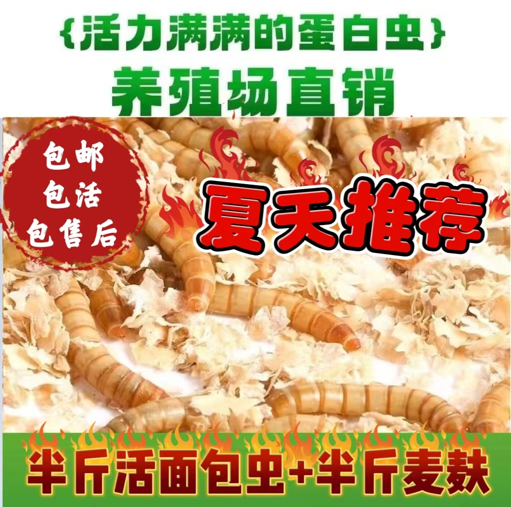 售面包虫黄粉虫钓鱼虫半斤+半斤麦麸，约2500条包邮包活大麦虫