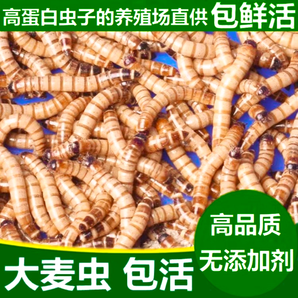 300克大麦虫送麦麸镊子饲养指南，高蛋白，萌宠必吃，5厘米左右的