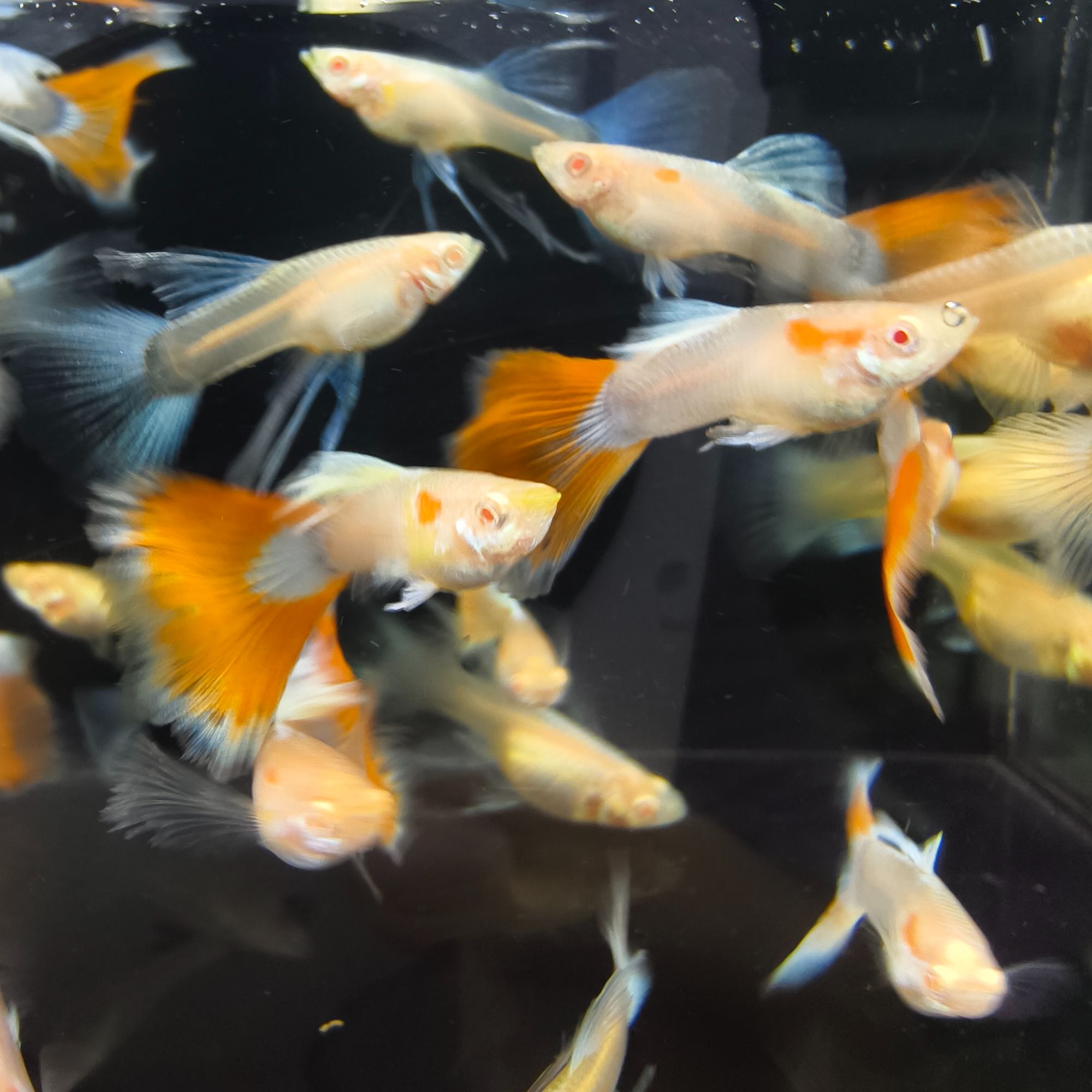 直播间专拍拼手速练手孔雀鱼！