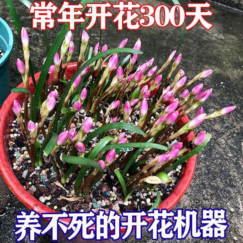 四季开花重瓣风雨兰种球庭院阳台盆栽花卉植物室内外好养易活韭兰