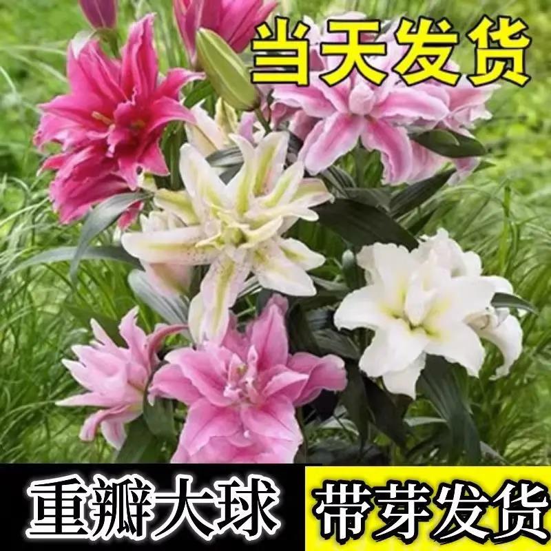重瓣香水百合种球盆栽花苗室内外阳台耐寒四季开花进口大球根花卉