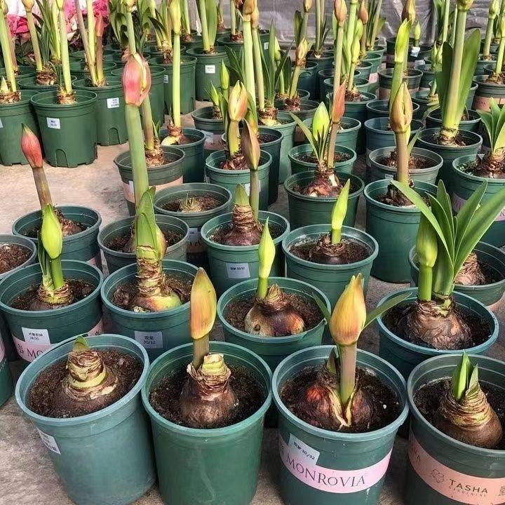 兰进口特大【朱顶红】种球开花重瓣盆栽室内阳台花卉四季庭院植物