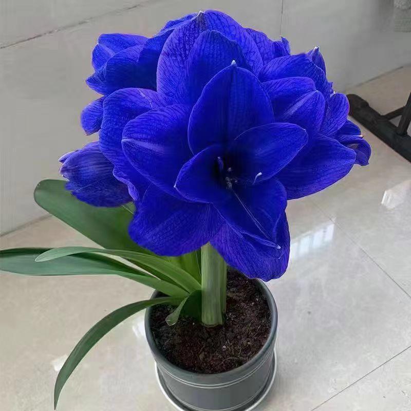 朱顶红种球盆栽花卉水培植物室内四季绿植好养客厅水仙花庭院种植
