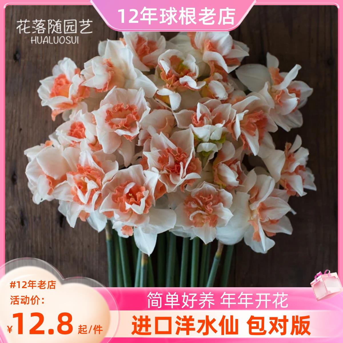 3球装 洋水仙种球花卉重瓣荷兰进口多年生庭院地栽阳台盆栽易养活