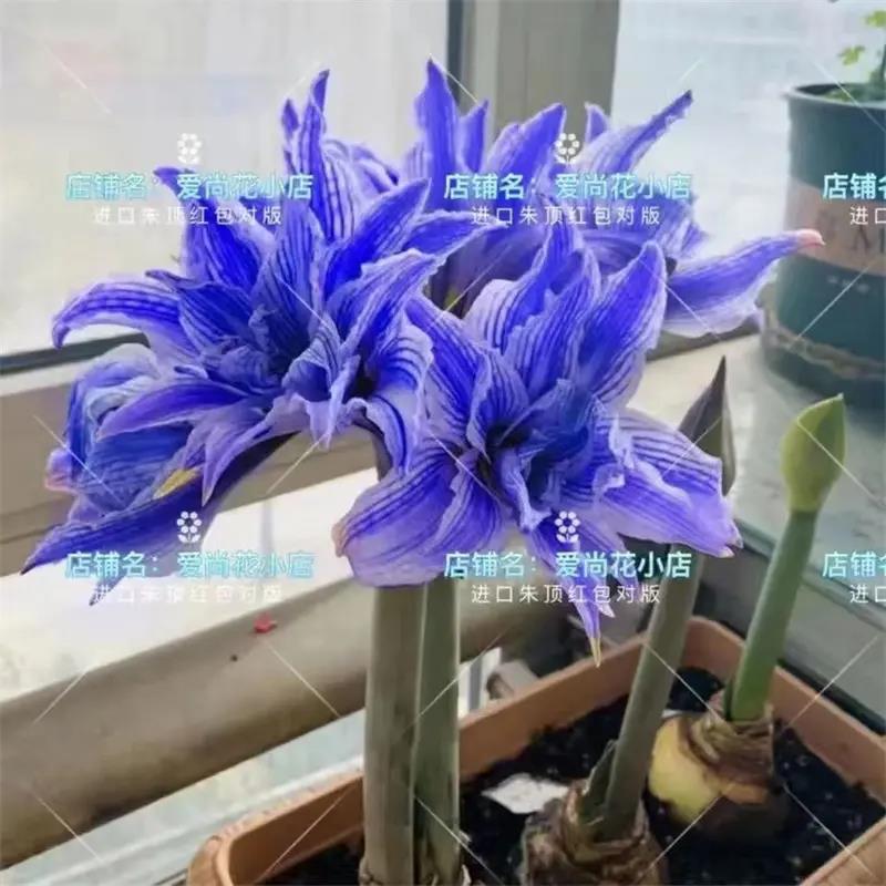 进口重瓣蓝色朱顶红种球室内外四季花卉植物庭院阳台盆栽当年开花