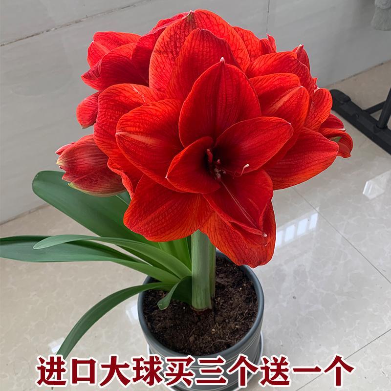 朱顶红种球进口重瓣大球好养活室内室外盆栽易种花卉植物女神春季