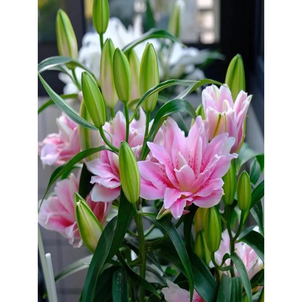 香水百合花种球盆栽花卉室内室外四季好养活植物种子郁金香土水培